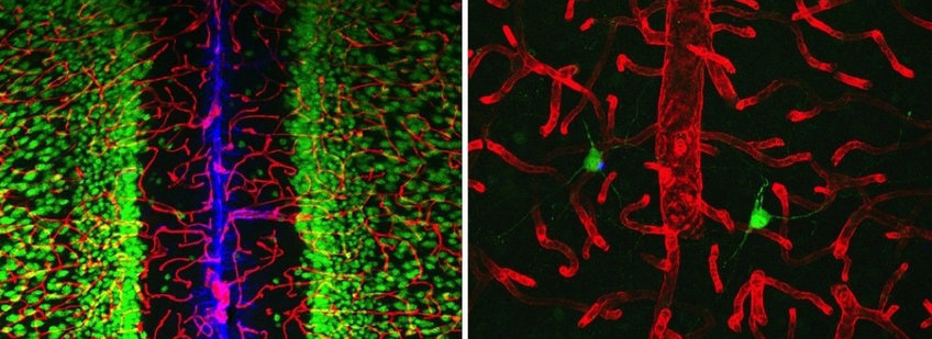 Neurovascular Interface Max Planck Fellow Group 