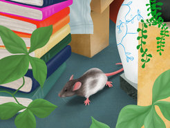 A neural circuit in the rat brain signals the direction and distance of boundaries in the environment, priming the animal where to head next.