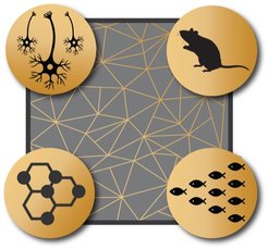 “SmartNets” - a new Marie Sklodowska Curie Innovative Training in which seven PIs from 5 universities work together with 6 partner organisations to understand network computations.