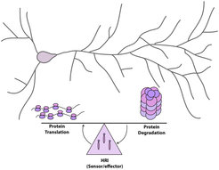 Protein synthesis (left side of the balance) and degradation (right side of the balance) are coordinated by the activity of HRI kinase which acts a sensor and effector of protein degradation by the proteasome in neurons.