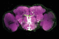 Image of a Drosophila brain: Magenta indicates uninvolved synapses in the fly's brain. The green highlighted neurons use the messenger octopamine to transmit signals from the fly's brain stem. The green and white colors thus show signaling pathways in the fly's brain. The image is credited to Anja Friedrich / TUM.