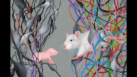 Charting synaptic circuits as they unfold in the developing brain.