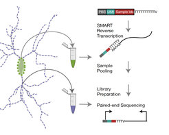 Methods used for single cell body and dendrite sequencing. See Perez et al 2021 for details.