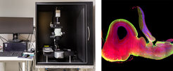 Ligthsheet microscope with zoom optic, optimal for large samples. Detailed configuration upon request (contact Dr. Stephan Junek. Head of the Imaging Facility).