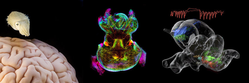 Abteilung Neuronale Systeme