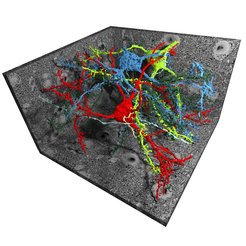 Nerve cells from mouse cerebral cortex reconstructed using the novel connectome analysis software SegEM.