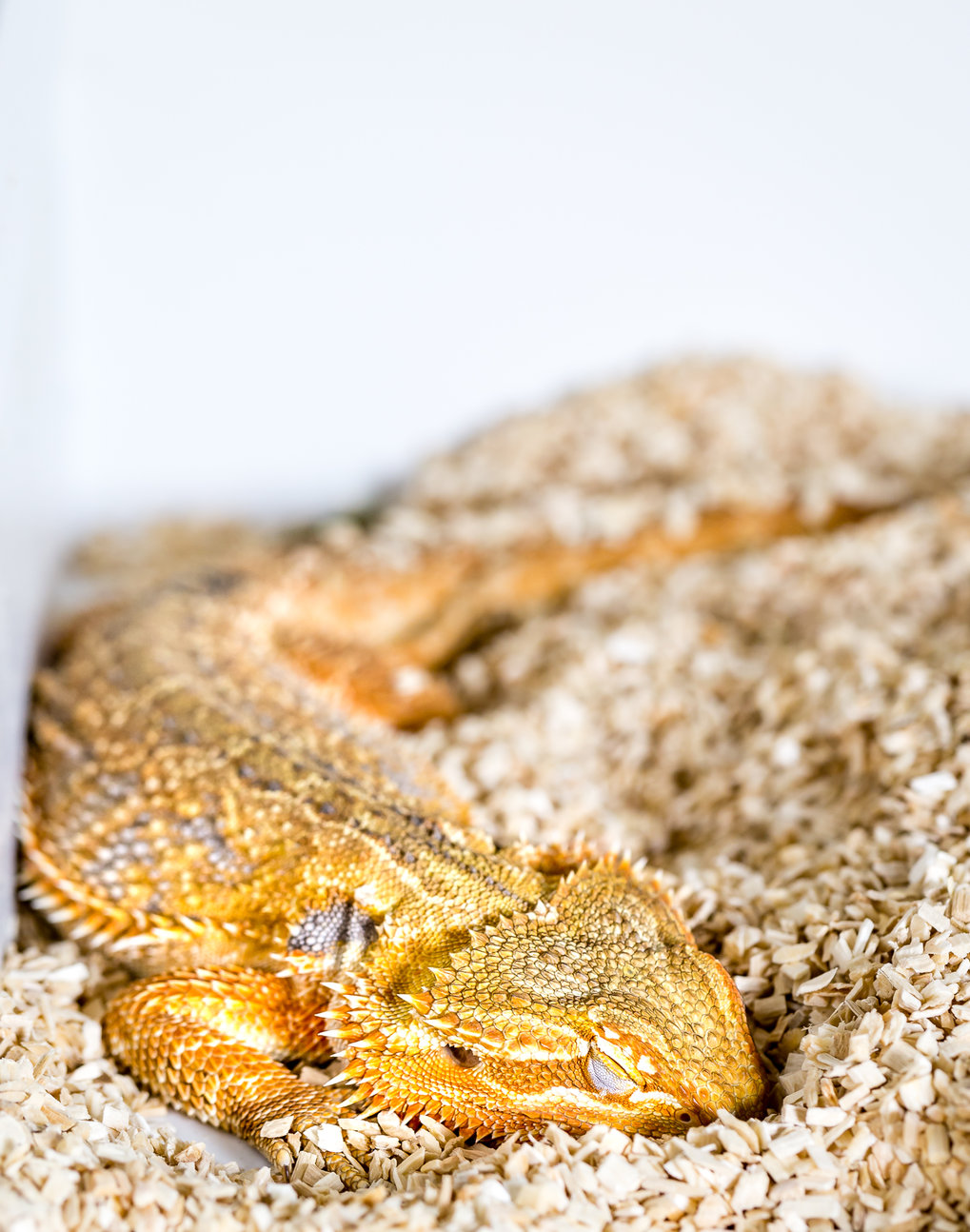 bearded-dragons-show-rem-and-slow-wave-sleep-max-planck-institute-for