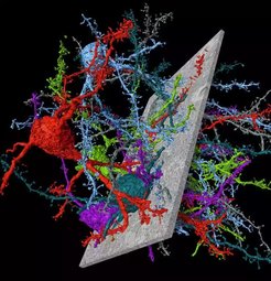 Nerve cells from mouse cerebral cortex reconstructed using the novel connectome analysis software SegEM. Electron microscopic images (gray) from which the nerve cells and their connections were reconstructed are also shown.