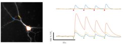 Local activation of synaptic responses in a cultured neuron using caged glutamate. Several locations of the cell can be stimulated in sequence or simultaneously.