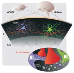 Neurons in the top-most layer of human and mouse neocortex. All layer 1 interneurons in human neocortex are strongly recruited by acetylcholine. In addition, the molecular marker Ndnf identifies one type of layer 1 interneuron as neurogliaform cells in both human and mouse, opening up an avenue for translational research using mice (artwork by Julia Kuhl).