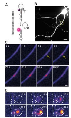 Scheme of the fluorescent molecular reporter (A), an individual reporter in a brain cell and microRNA birth in the dendrites (C) as well as within an individual synapse (D)