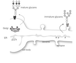 Many neuronal proteins have atypical glycosylation profiles consistent with the virtual absence of an important organelle, the Golgi apparatus, in neuronal processes.