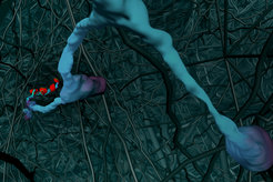 Precise sorting of synapses (in blue and red) within the dense network of the medial entorhinal cortex, reconstructed using connectomic techniques. (design: Julia Kuhl, www.somedonkey.com.)