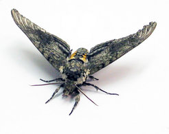 Sam Reiter and colleagues investigated how moths taste.