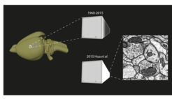 New methods to efficiently stain neurons for EM