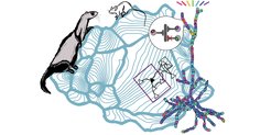 Differences in cortex size lead to distinct patterns of synaptic organization in mice and ferrets. This organization depends on the size of the retina and the cortex, which constrain how neighboring cortical neurons process naturally occurring visual stimuli like oriented edges.