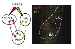 Identifying two distinct neuron populations in the amygdala