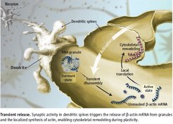© Science