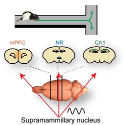 When a rat makes a choice of the next trajectory at the upcoming T-junction, the supramammillary nucleus temporally coordinates the neural circuit composed of the medial prefrontal cortex (mPFC), the thalamic nucleus reuniens (NR), and the hippocampal area CA1 at the theta rhythm, which facilitates the transfer of information from the prefrontal cortex to the hippocampus.