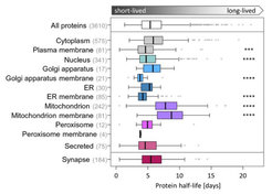 Variety of half-lives for proteins in the brain