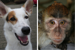 Certain photoreceptors in the eyes of dogs and macaques contain the molecule cryptochrome 1, which could act as a magnetic field detector. (photos: Leo Peichl)