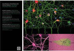 Part of the exhibition showing research images of the MPI for Brain Research Exhibition module "Brain" (Copyright: Archimedes Exhibitions, 2012)