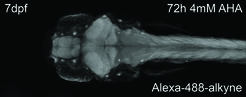 Fluorescent labeling of newly synthesized proteins in 7-day-old larval zebrafish