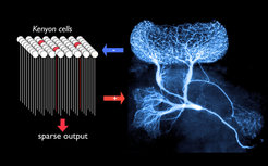 A single "giant", non-spiking, GABAergic interneuron (right, labelled by intracellular injection of fluorescent dye) forms an all-to-all negative feedback loop with a population of about 50,000 Kenyon cells, principal neurons of the mushroom bodies, a structure involved in olfactory memory in the insect brain. This normalizing feedback loop serves to ensure relatively constant sparseness of mushroom body output across varying input strengths. Sparseness is an important feature of sensory representations in areas involved in memory formation.