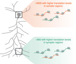 A large fraction of neuronal protein species use local translation (in dendrites and axons) as the dominant source of protein.