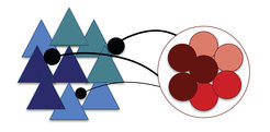 Inhibitory neurons (red circles) modify their synaptic strength onto excitatory neurons (blue triangles) in a stimulus-specific way. Triangles with the same shade of blue and circles with the same shade of red represent a specific stimulus.