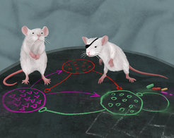 Synaptic plasticity regulates network activity in the sensory cortex of rodents who were deprived of vision in one eye.
