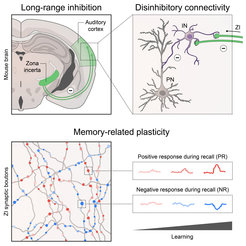 Schroeder et al. identify a key pathway that flexibly tunes neocortical computations according to the individual’s experience. These long-range inhibitory afferents derive from the subthalamic zona incerta, preferentially target neocortical interneurons, and encode the learned top-down relevance of sensory information in a bidirectional and balanced fashion to enable memory.