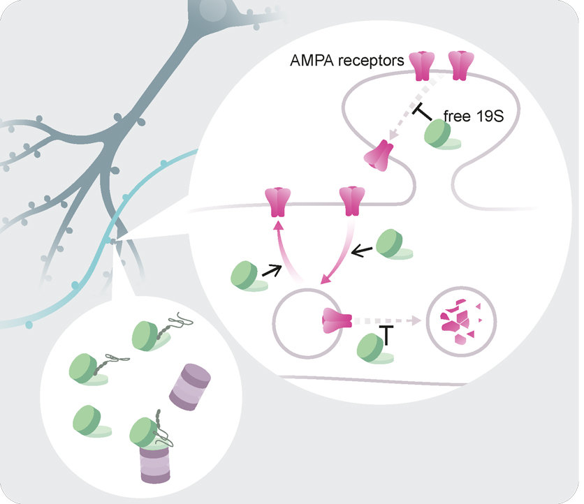 Scientists discover unique imaging technique to view synapse proteins