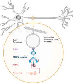 Transport of mRNA in neurons along intracellular road networks (Microtubles) by the FERRY complex