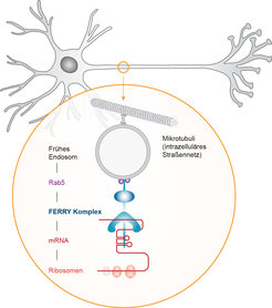 Transport von mRNA in Neuronen entlang intrazellulärer Straßennetze (Mikrotubuli) durch den FERRY-Komplex
