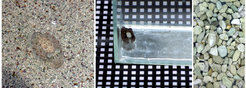 Figure 1: Examples of camouflage by cuttlefish. Left: on coarse sand. Middle: on B&W grid. Right: on large gravel.