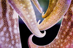 Figure 2: Tips of the arms of a cuttlefish showing the chromatophores (yellow, red and dark brown), the pixels of their skin display system.