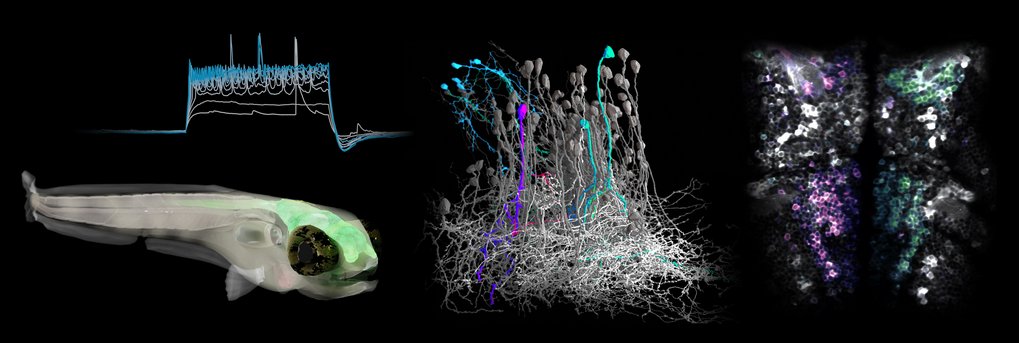 Forschungsgruppe für Neuronale Algorithmen und Schaltkreise des Gehirns